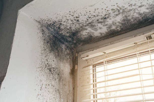 Affordable Mold Remediation solutions in Stantonsburg, NC